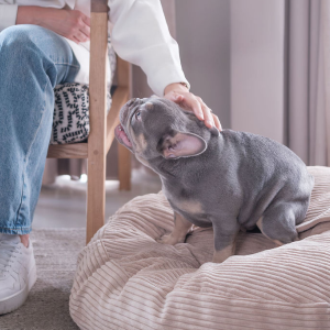 Small Dog Beds - 80cm